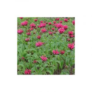 Monarde Mahogany/Godet