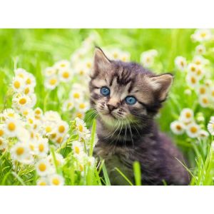 Image de Ravensburger Puzzle 500 p - chaton dans la prairie