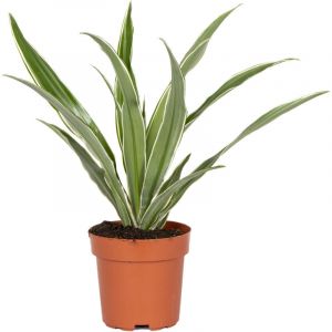 Bloomique - Dracaena 'Wahnecki' - Dragonnier par pièce - Plante d'intérieur dans le pot de culture ?12 - ?30-40 cm - Green