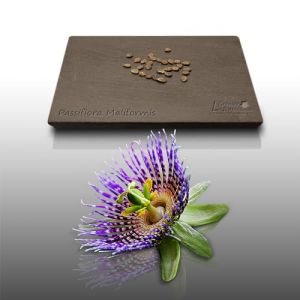 25 Graines À Semer - Le Grenier D'abondance - Pomme Calebasse - Passiflora Maliformis