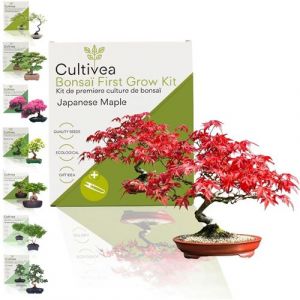 Cultivea - Kit First Bonsai Japanese Maple - Idée Cadeau Original