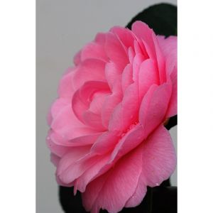 Cam&eacute;lia 'eg waterhouse' taille du pot -