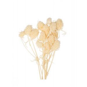 10 Petits chardons naturels 8 cm Couleur Ivoire Taille Taille Unique