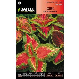 Batlle Graines De Col&eacute;us Arc-en-ciel Vari&eacute;