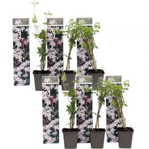 Jasmin Étoilé Officinale - Set de 6 - Pot 9cm - Hauteur 25cm