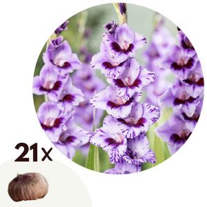 Gla&iuml;eul, Gladiolus 'Passos', 21pcs., Hauteur 10cm