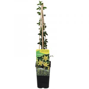 Bloomique - Jasminum Nudiflorum - Jasmin d'hiver - Jaune - Plantes grimpantes - Plantes de jardin - Rustique - Pot 15cm - 70-80cm de Haut