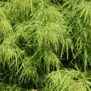 &Eacute;rable palm&eacute; palmatum Crimson Queen/Pot de 4L - 40/60 cm