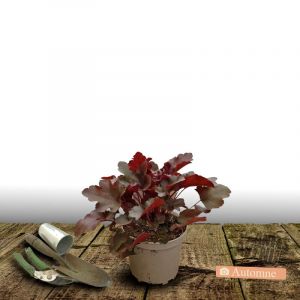 Heuchere Midnight Rose Select/Pot de 3L - 20/40 cm