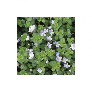 V&eacute;ronique filiforme/Godet