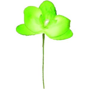 Image de 6 orchidées