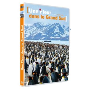 Une fleur dans le grand sud