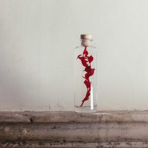 Th&eacute;ophile Berthon Plante immerg&eacute;e Ruscus rouge H21