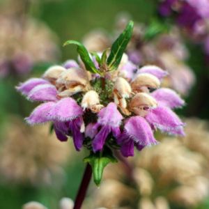 Sauge de Jérusalem purpurea ssp. caballeroi/Godet