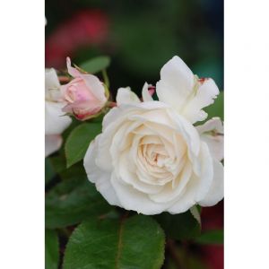 Rosier toul cath&eacute;drale ? 'evecicot' tai