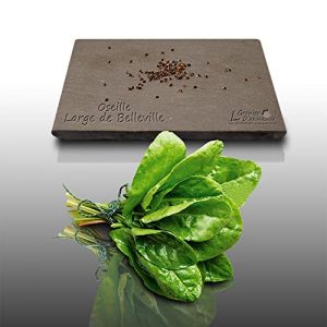 100 graines d' Aromatiques à semer - Le Grenier d' Abondance - OSEILLE Commune - Rumex Acetosa