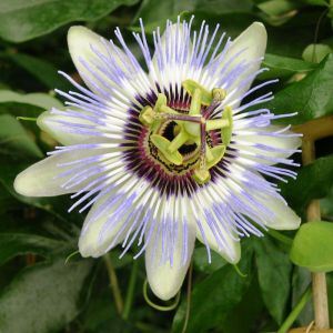 Passiflore caerulea Clear Sky/Pot de 6L - Tipi bambou 90/150 cm