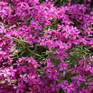 6 x Phlox mousse 'Atropurpurea' - Phlox subulata 'Atropurpurea' - godet 9cm x 9cm