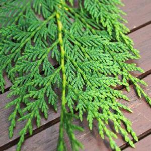 Cypr&egrave;s de Leyland, Cupressocyparis leylandii/Pot de 12L