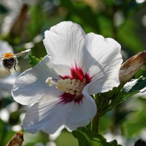 Image de Hibiscus syriacus Sup'Heart 'Minomb'/Pot de 4L - 40/60 cm