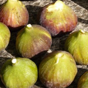 Figuier Goutte d'or/Godet - 5/20 cm