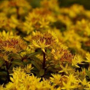 Orpin kamtschaticum var. floriferum/Godet