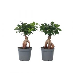 Plant in a Box - Bonsai Ficus Ginseng - Set de 4 - Plante d'intérieur - Pot 12cm - Hauteur 30-40cm