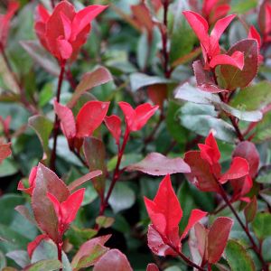 Image de Arborix - Photinia fraseri 'Little Red Robin' - 40-50 cm pot