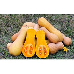 Image de Lot de 25 Graines de Courgette-Courge Musquée Butternut - chair ferme orangée, parfumée, épaisse, délicieuse - Excellente Conservati