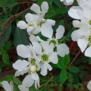 Exochordes x macrantha The Bride/Pot de 3L - 20/40 cm