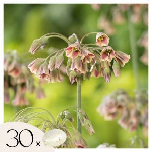 Allium Nectaroscordum Siculum - Bulbes à Fleurs x30 - Rose