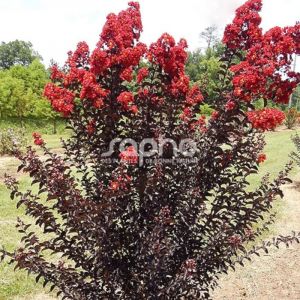 Lilas des Indes Black Diamond Crimson Red, Lagerstroemia/Pot de 3L