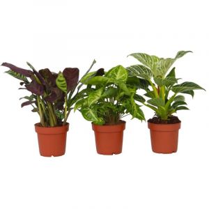 Image de Plant In A Box - Home Mix - M&eacute;lange de 3 - Facile &agrave; entretenir - Pots 12cm - Hauteur 25-40cm - Vert