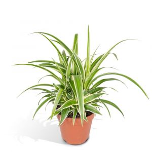 Chlorophytum variegata 12cm - Plante d'intérieur