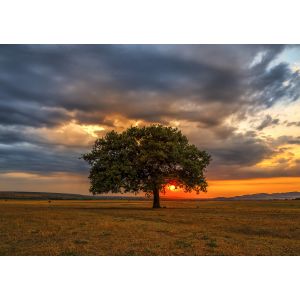Éclipse de Feuilles