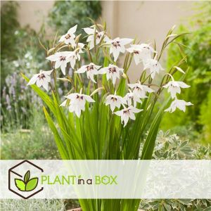 M&eacute;lange de bulbes pour le jardin - Set de 250 - Dahlia Gladiolus Freesia Oxalis