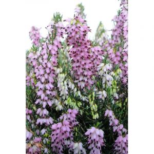 Bruy&egrave;re d'hiver 'darley dale' taille du