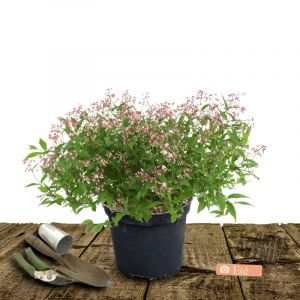 Deutzie x hybrida Yuki Cherry Blossom 'NCDX2'/Pot de 4L - 20/40 cm