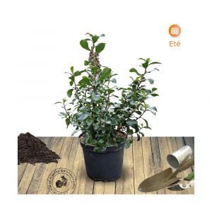 Escallonia iveyi/Pot de 4L - 40/60 cm