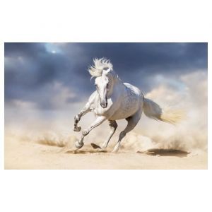 Affiche animal le cheval blanc - 60x40cm - made in France