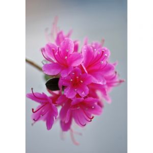 Azal&eacute;e du japon 'amoena' taille du pot - en pot de 3 litres