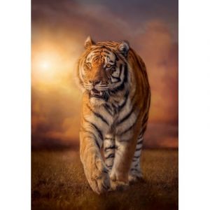 Image de Clementoni Puzzle 1500 pièces : Tigre