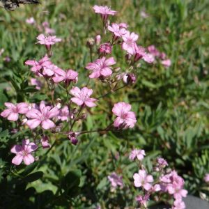 Gypsophile rampante Rosea/Godet - 5/20 cm