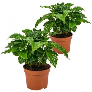 Bloomique - Caféier - Coffea Arabica lot de 2 - Plante d'intérieur et pot de culture ?12 cm - ?25 cm - Green