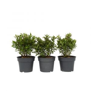 Hebe All Blooms 'Ranaia' - Rouge - Hebe - Lot de 3 - Pot 13cm - Hauteur 30-35cm