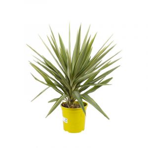 Yucca elephantipes 'Jewel' 70/80cm Pot 5L
