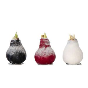 Amaryllis - Hippeastrum 'Wax Snow Mix' - Bulbe - Fleurs rouges