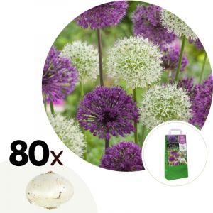 Bulb Garden Allium - 80x Bulbes - 5 Variétés - Oignon Ornemental