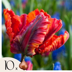 Tulipa Rasta Parrot - Bulbes de Tulipes x10 - Bulbes à Fleurs