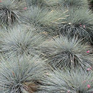 Image de Fétuque bleue Festuca glauca 'Intense Blue' Graminée arbustive robuste à feuilles persistantes | Pot 9 cm